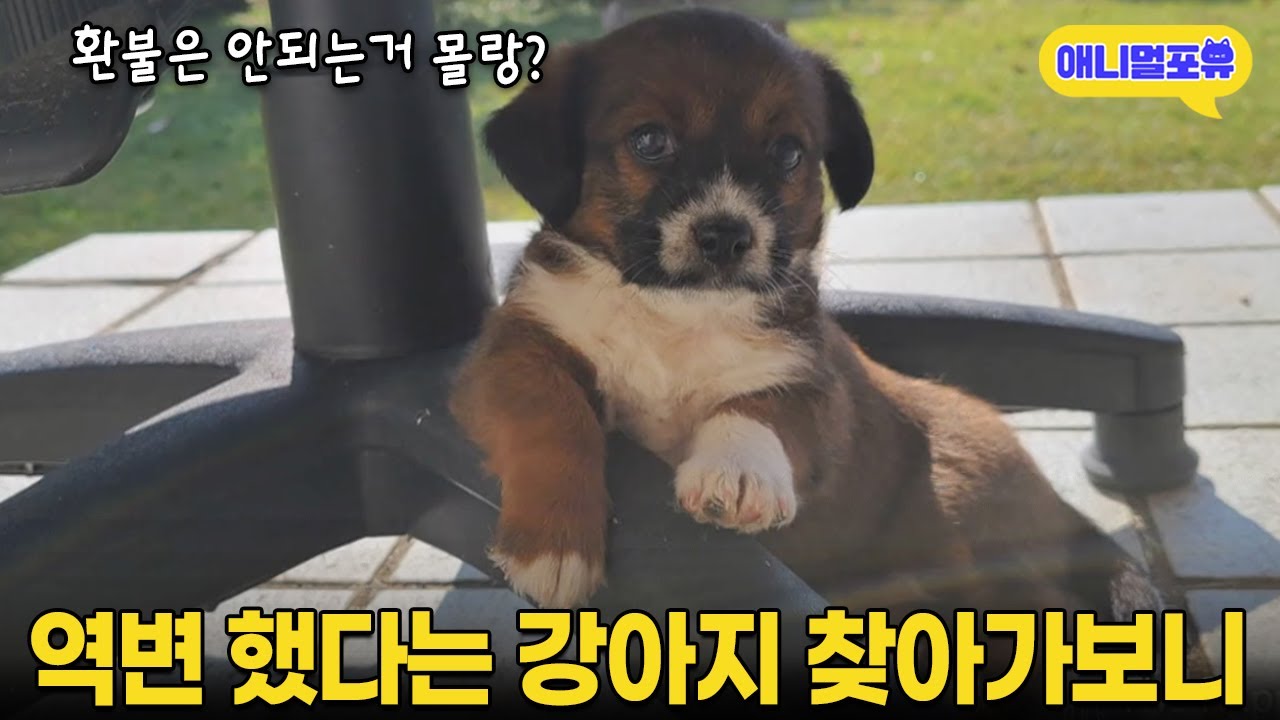 어릴 때 참 예뻤는데 갑자기 역변(?)했다는 강아지 찾아갔더니 I KBS 동물극장 단짝 221119 방송