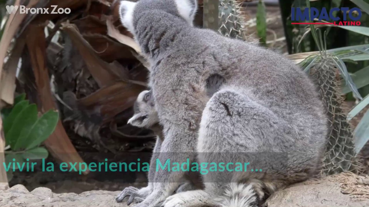 Visita el Zool&oacute;gico del Bronx