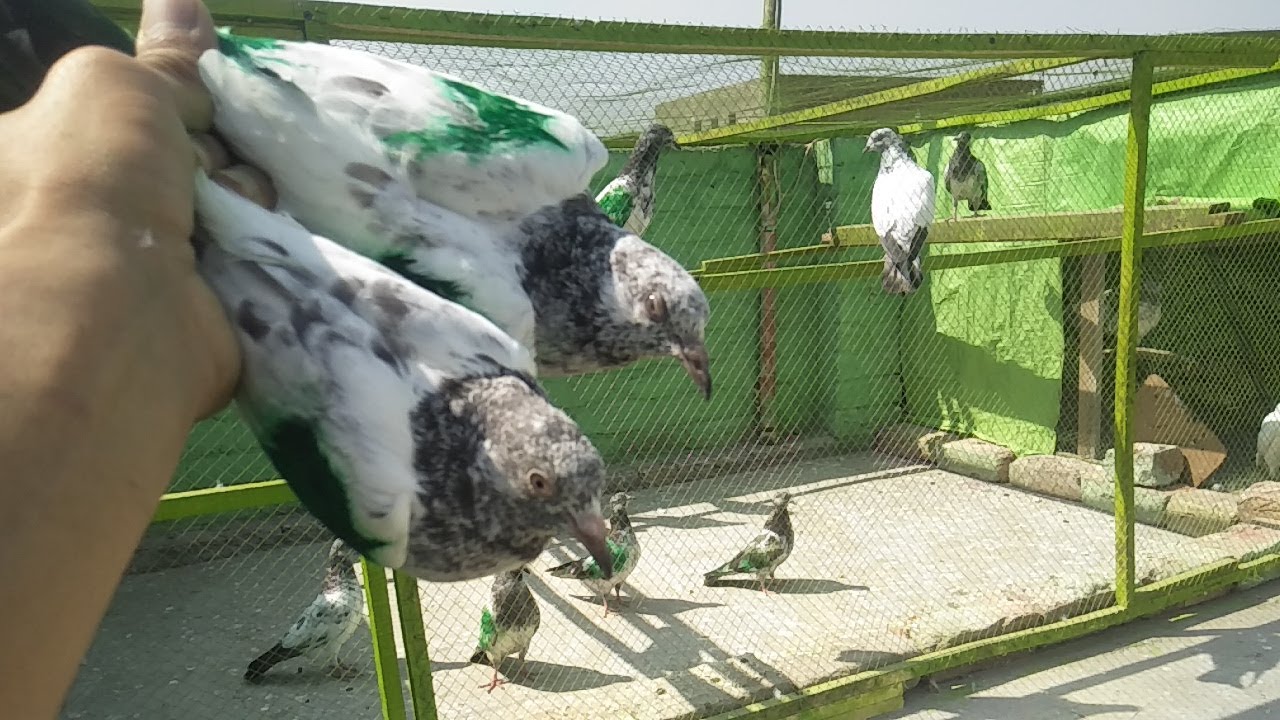 Sab Baby Pigeons Ko Rang Laga Diya 🕊️