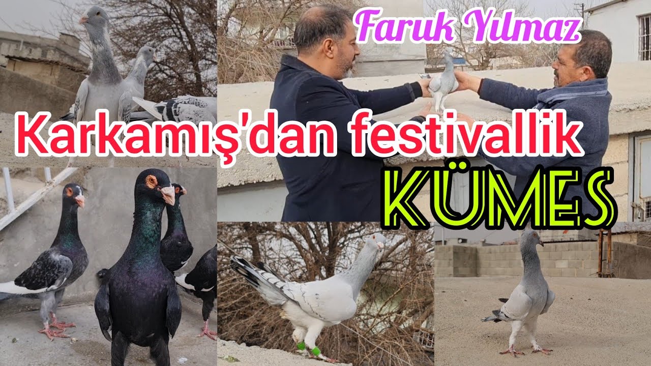 Karkamış'dan festivallik kümes Faruk Yılmaz farkıyla#aksoyfiloelvanguvercinleri#farukyilmaz#kuş#tr
