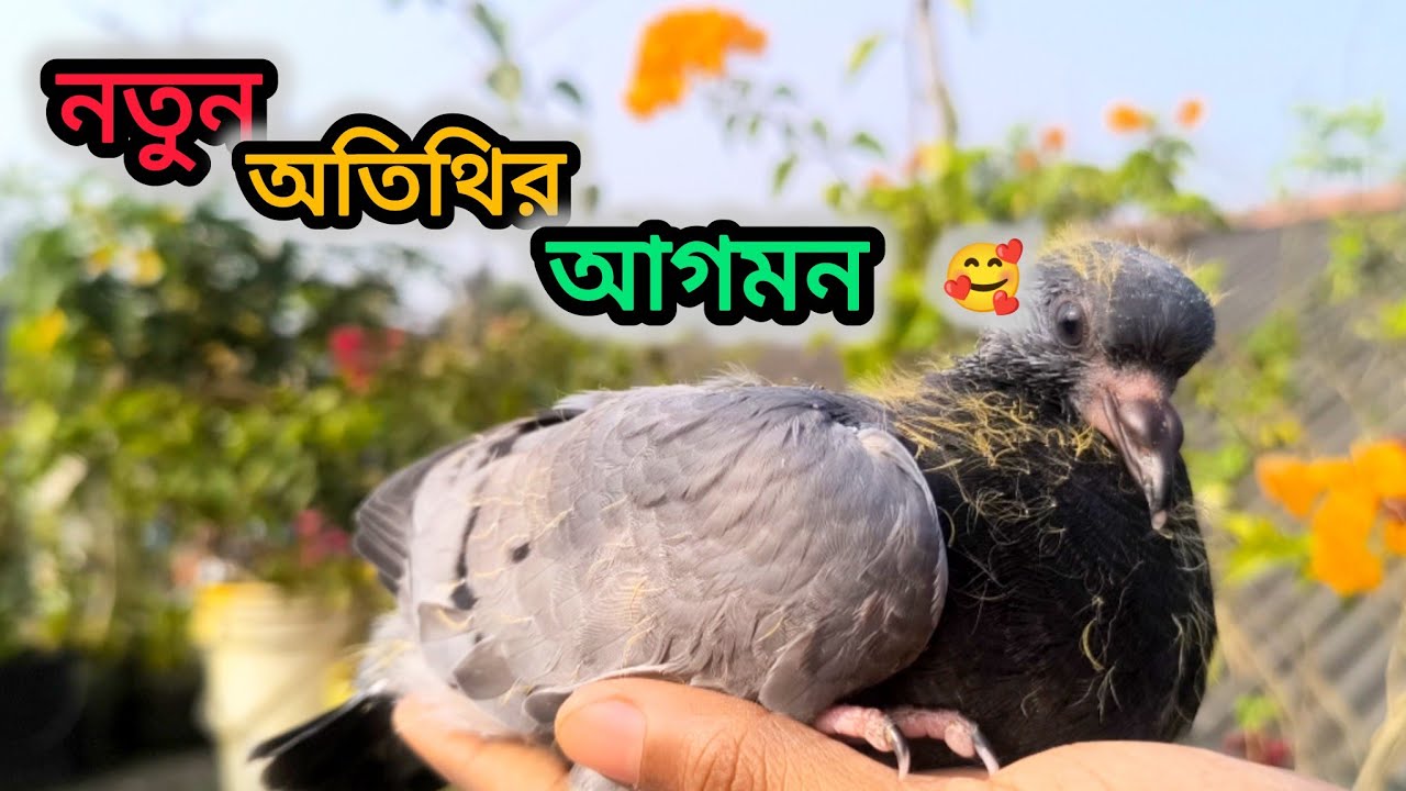 নতুন অতিথির আগমনে বাড়ির বাচ্চা গুলো এতোটাই  ওর care নেবে আমিও স্বপ্নে ভাবিনা |unique mahfuja vlog 
