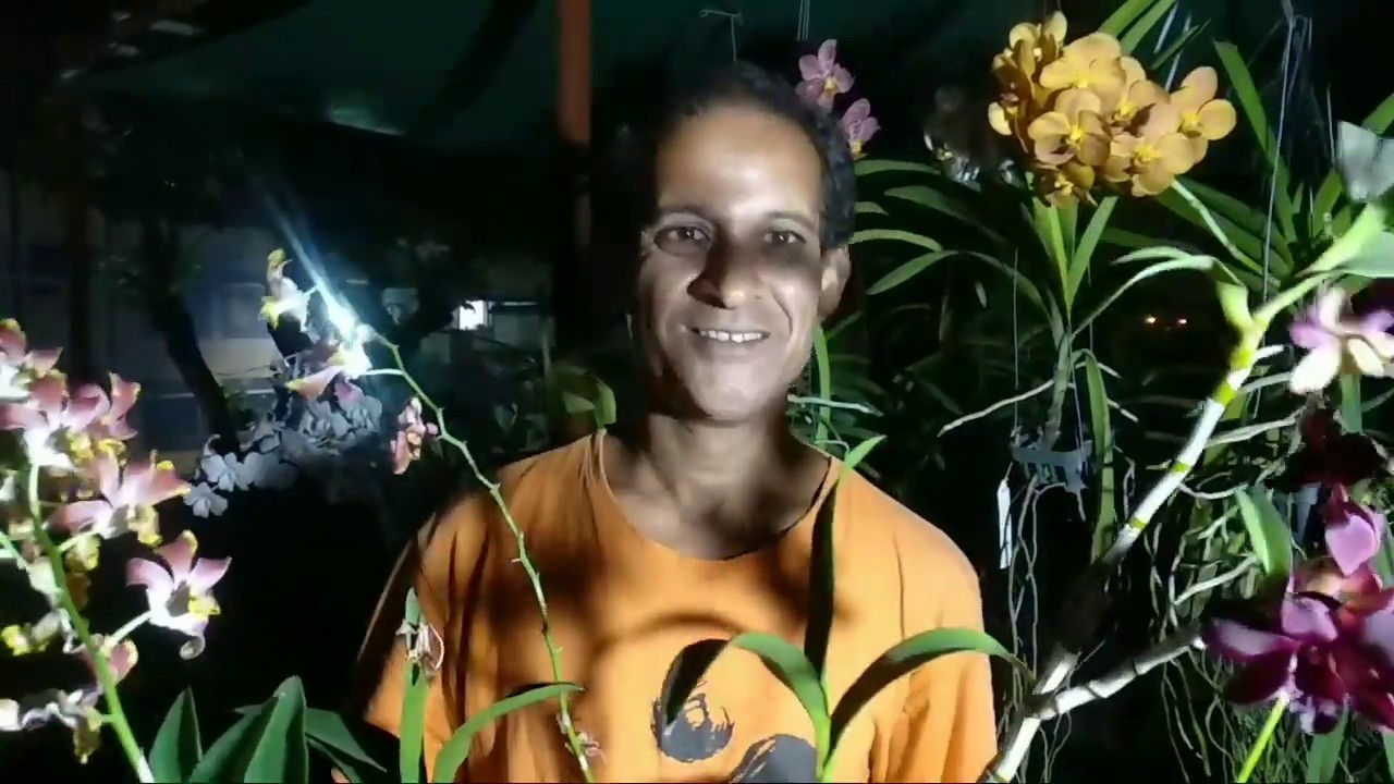 How to care Orchid plant। Orchid flowers। The most beautiful orchids। Orchid potting mix।How to grow