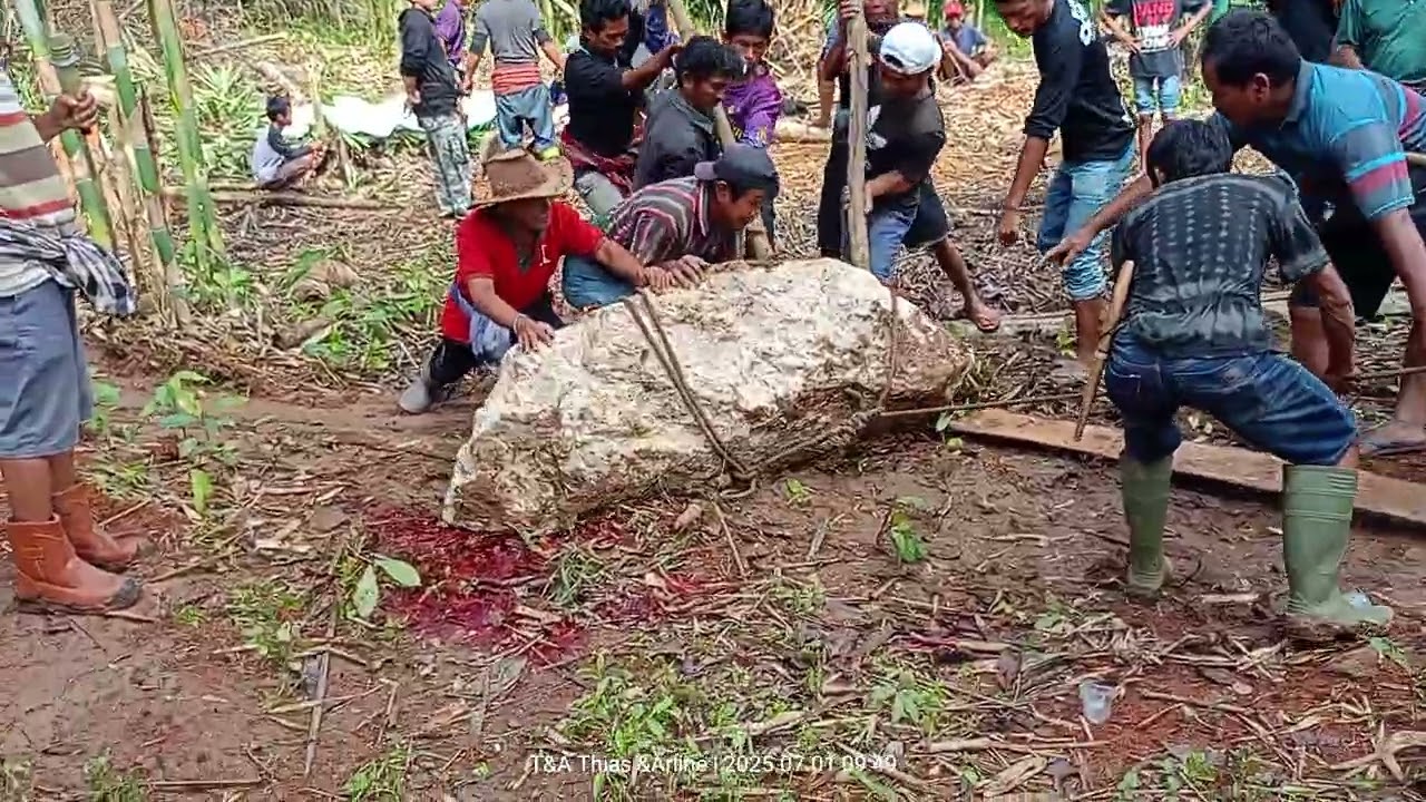 Pakelo Leatung sangalla, tgl 01 Juli 2025 Alm Ne'Banga'/ Gotong royong/Toraja Unik part 03
