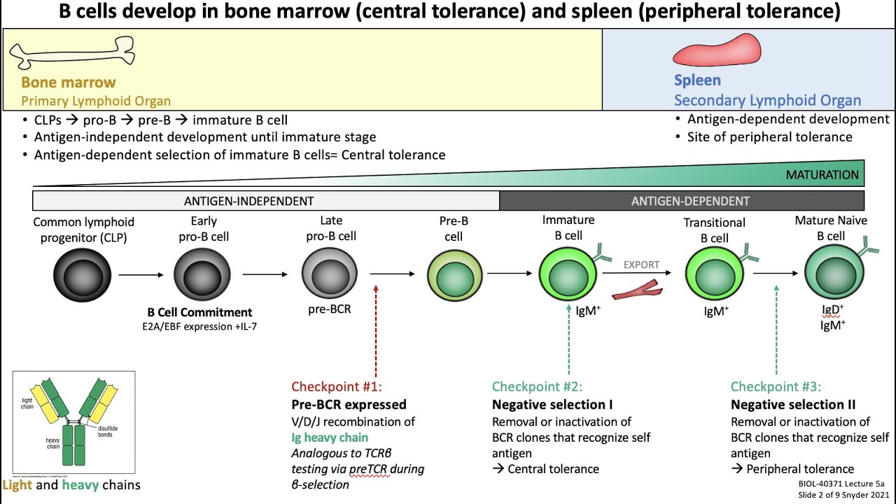 Lecture 5a: B Cell Development