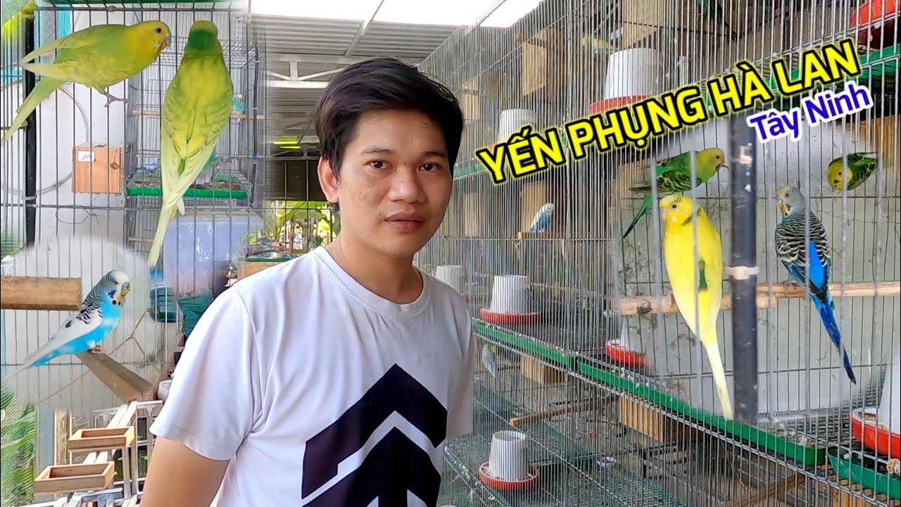 Mô hình nuôi yến phụng XANH SẠCH ĐẸP của bạn Thoại (Tây Ninh)