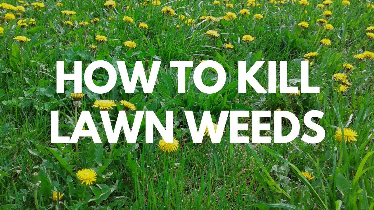 How to Kill Lawn Weeds - Image All In One Weed Killer