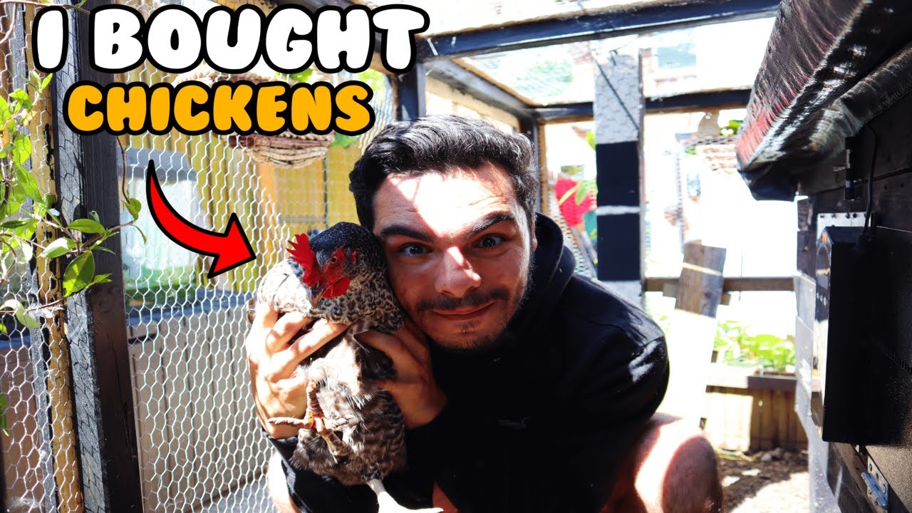 I BOUGHT CHICKENS!!! | Lucas Ferraz