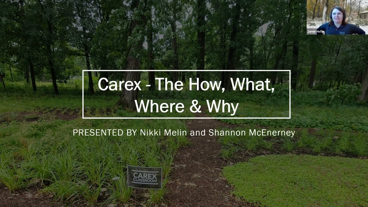 Carex   The How, What, Where & Why