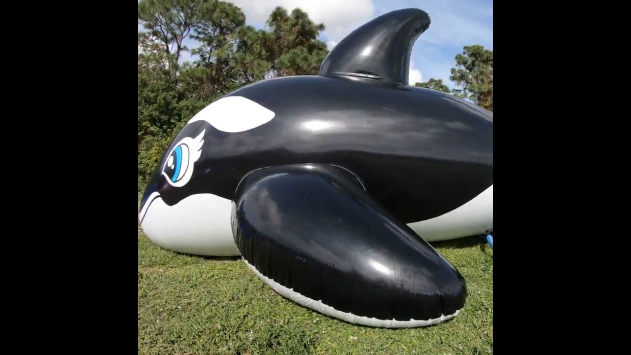 Massive 5-Meter-Long Whale Ride-On Pool Toy from Inflatable World
