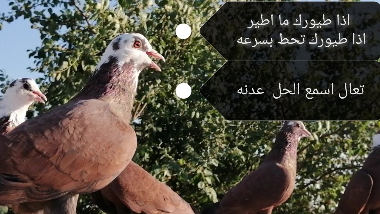 طريقه تخفيف الحمام للطيران... وتجهيزها للموسم