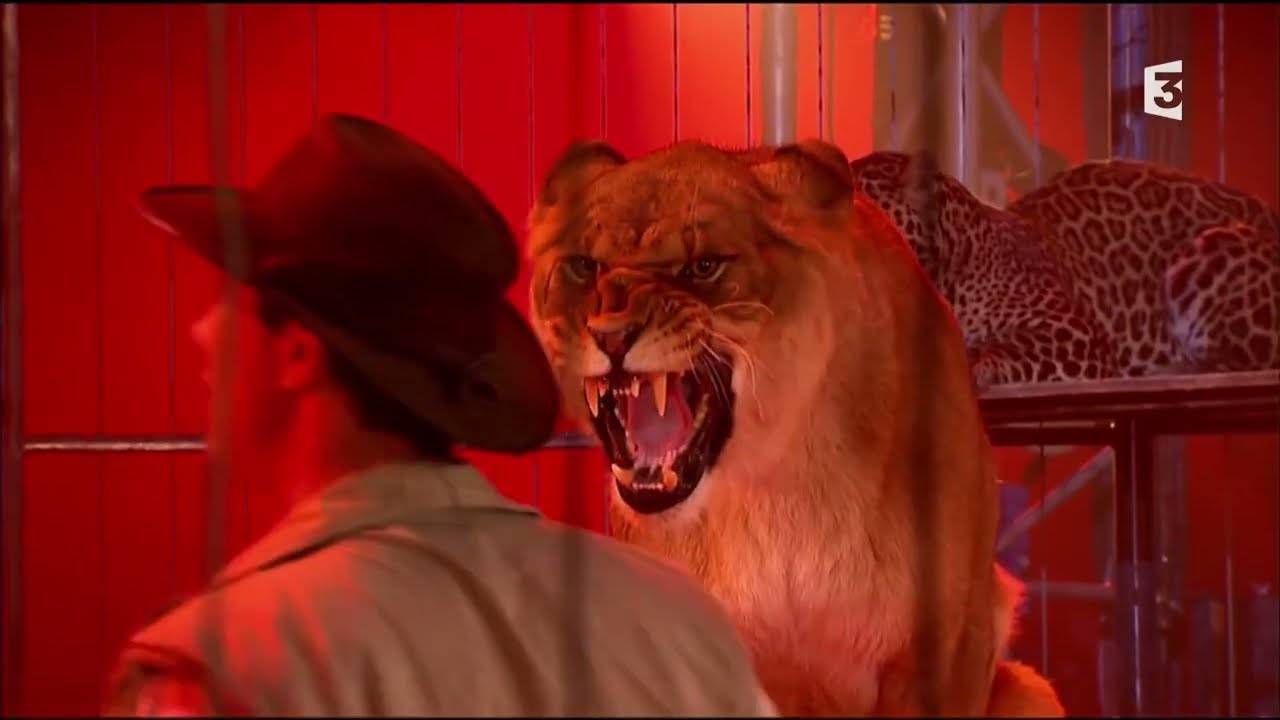 Les lions de Heiko Olf - Festival du Cirque de Massy (2009)