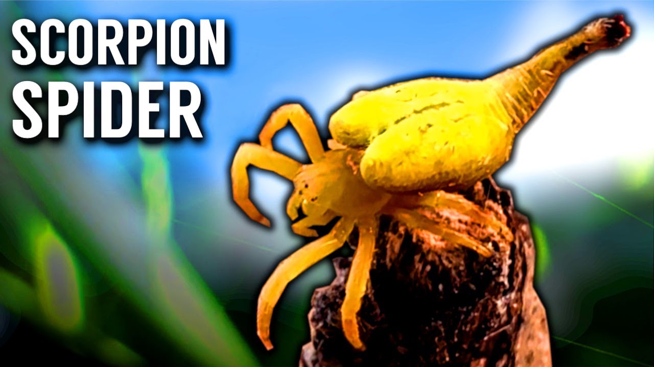 WHY Does This Australian Spider Look like a Scorpion?
