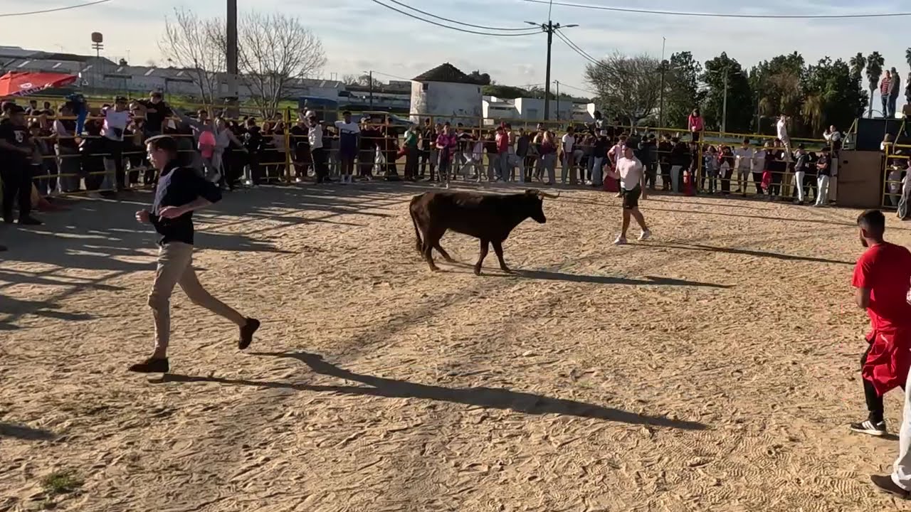 2ª Vaca da Vacada de dia 17 02 2024 na Moita
