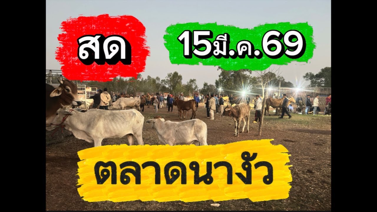 ชมบรรยากาศตลาดนัดโดกระบือนางัว อ.สว่าง จ.สกลนคร #ราคาวัววันนี้ 15/3/69