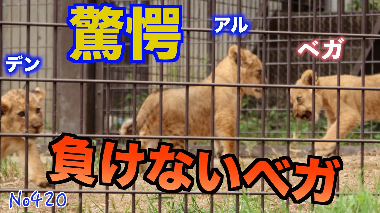 No420 聡明なベガ、心優しいアル、甘えん坊なデンに何があった？【のんほいパーク】　