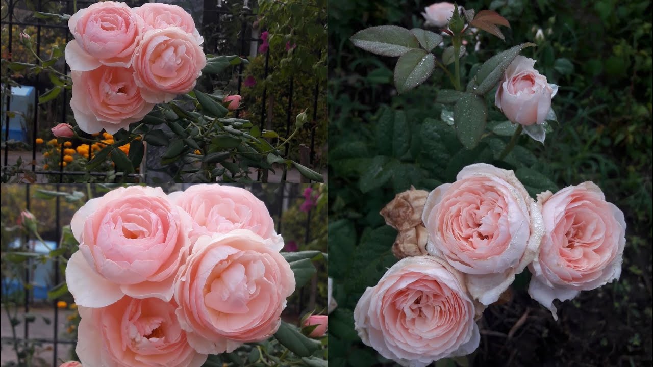 Heritage rose