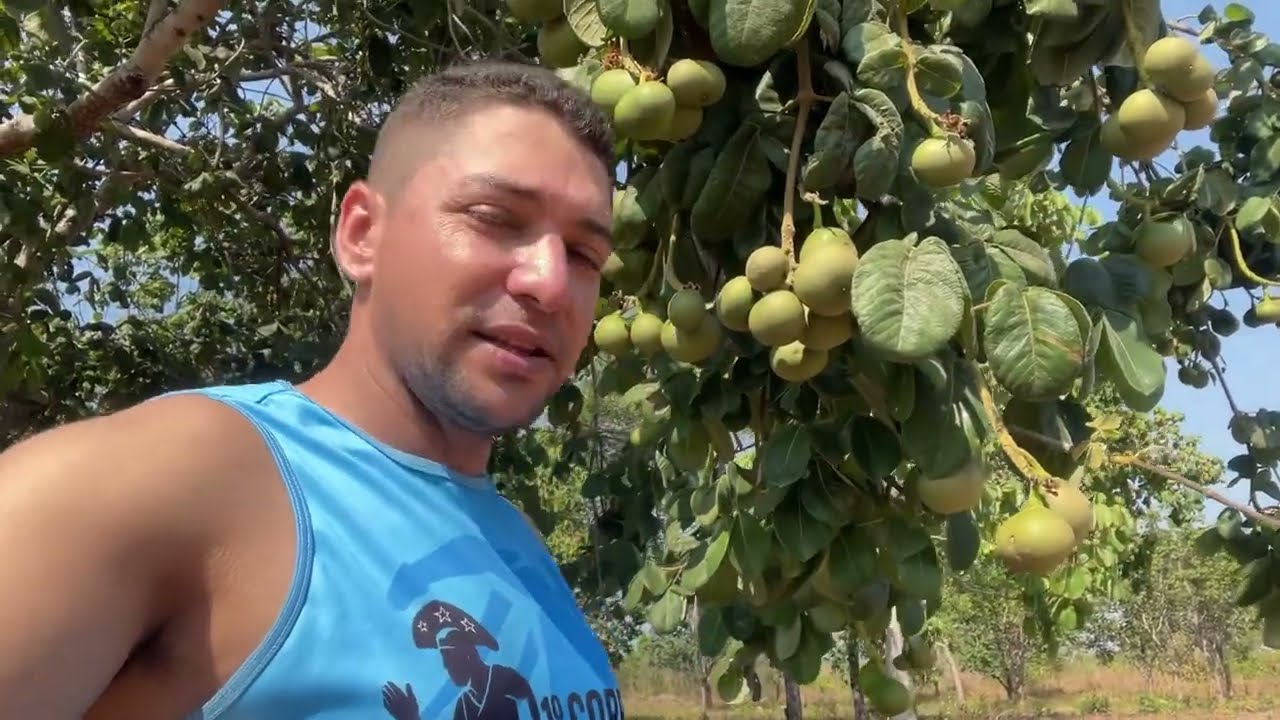 Pessoal me tira uma dúvida que planta é essa e será que é uma fruta ou não ?