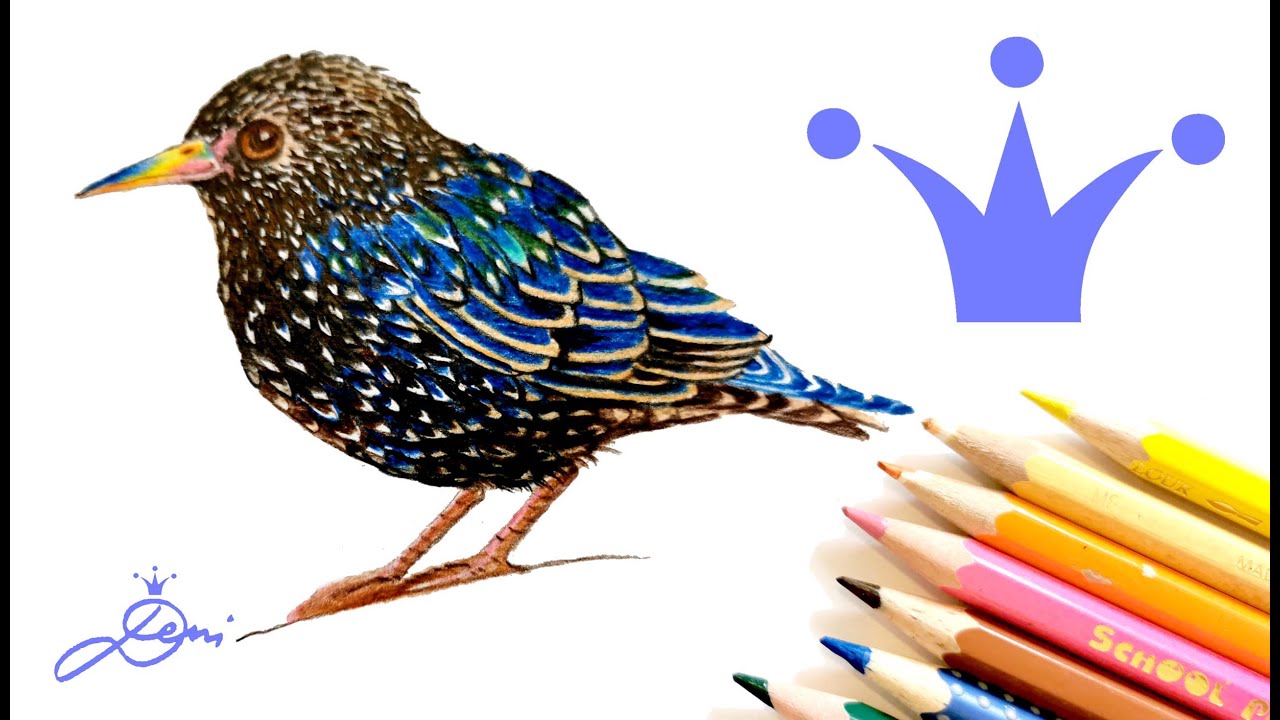 Deni zeichnet Star mit günstigen Stiften 🐤 Vogel zeichnen lernen