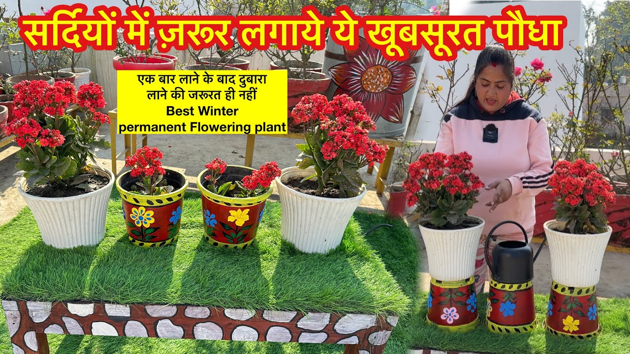 सर्दियों में इस permanent flowering plant से हो जाएँगे ढेरों पौधे इसके फूल महीने भर खिले रहते है