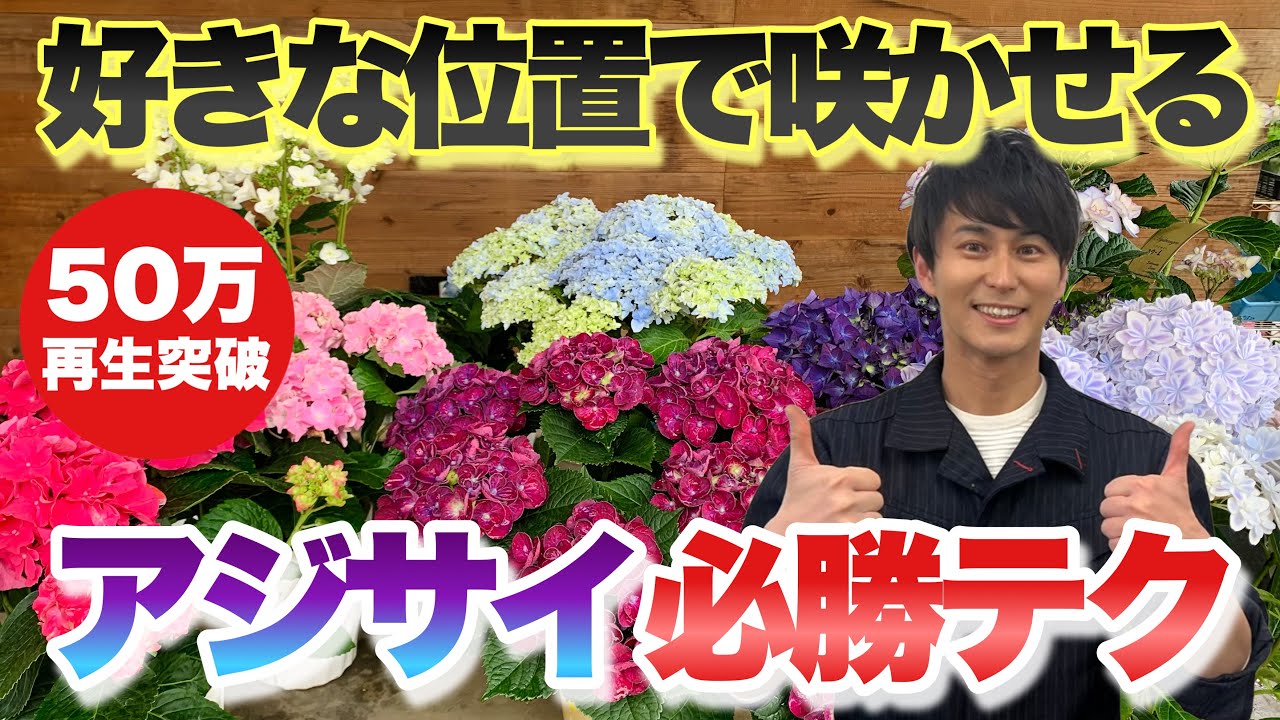 【必見！】アジサイを毎年咲かせたい方はご覧ください【好きな位置で咲かせる切り方】【あじさい】【剪定】【育て方】【園芸】