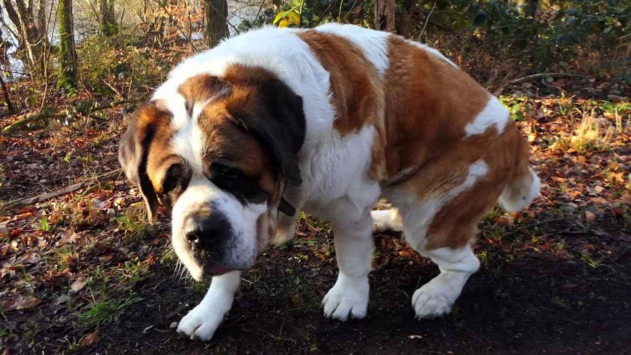 unser Bernhardiner Zeus und sein Wald