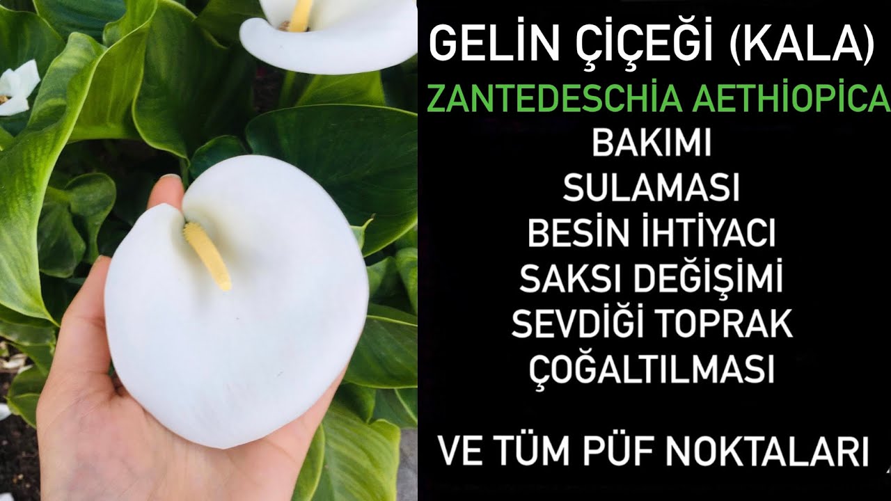 En Gösterişli Çiçek Gelin çiçeği (kala) Zantedeschia aethiopica