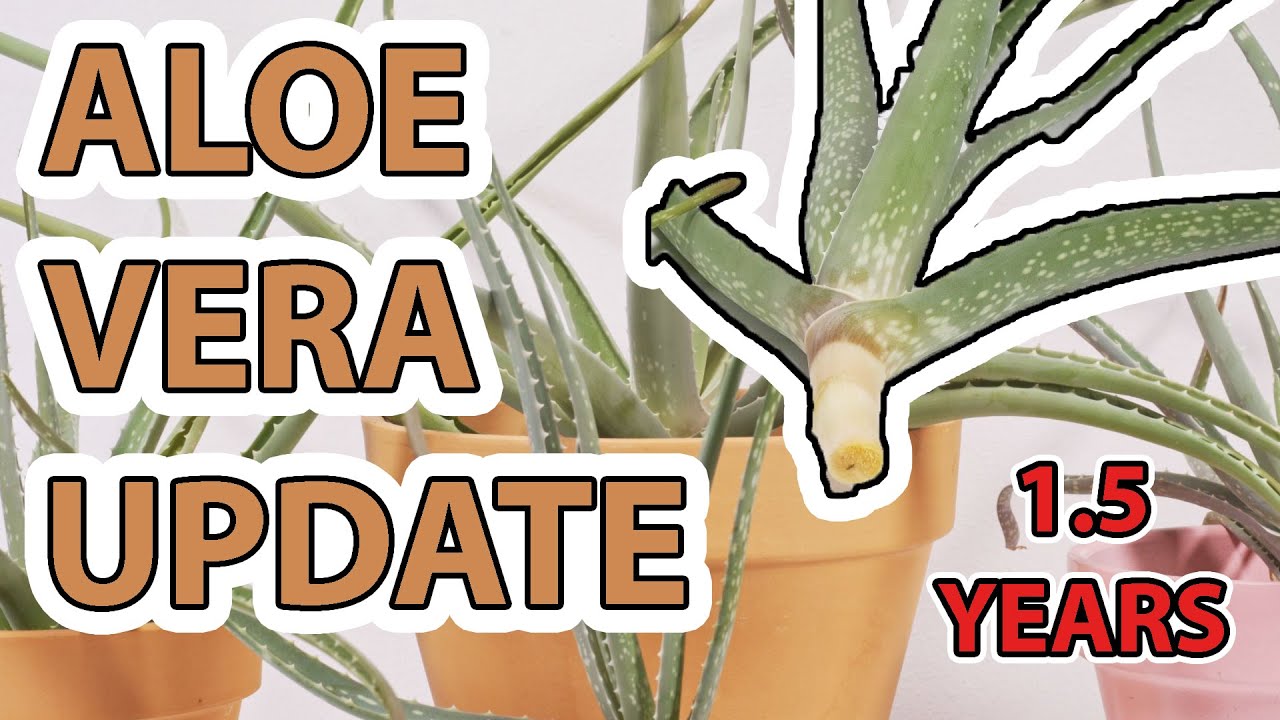 Aloe Vera Separation and Re Potting Update ( 1.5 Years Later )