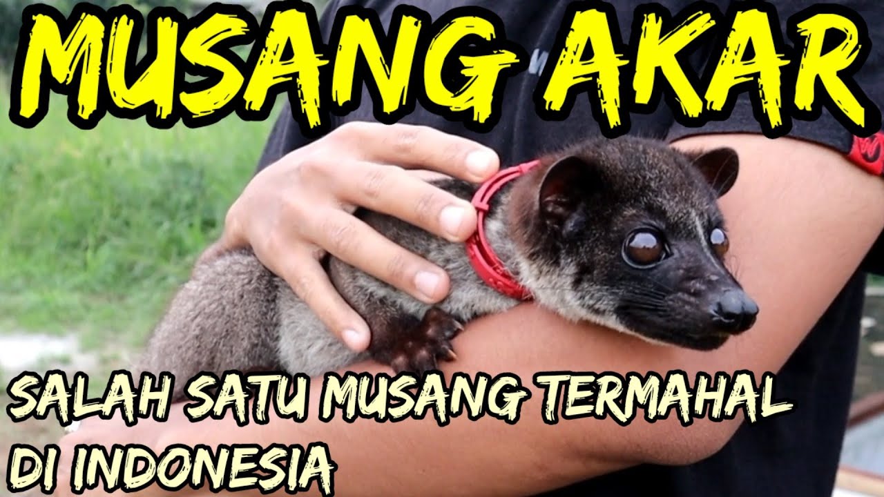 Musang Akar || Salah Satu Jenis Musang Langka Asli Indonesia