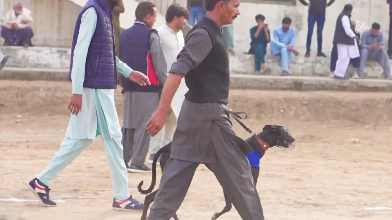National Sprint Greyhound Boxes Race 2025  | Semi Final Country Breed | Agriculture University