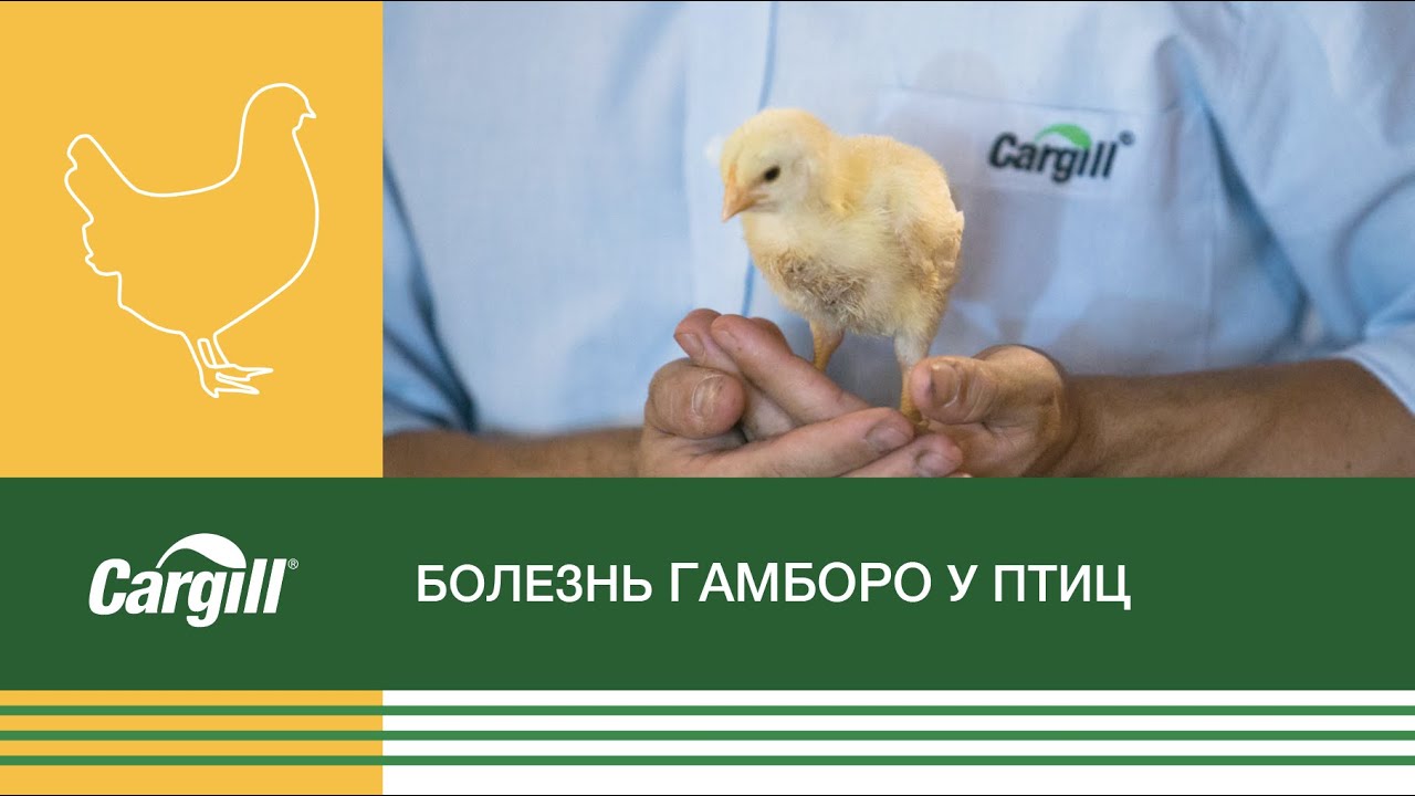 Болезнь Гамборо у птиц