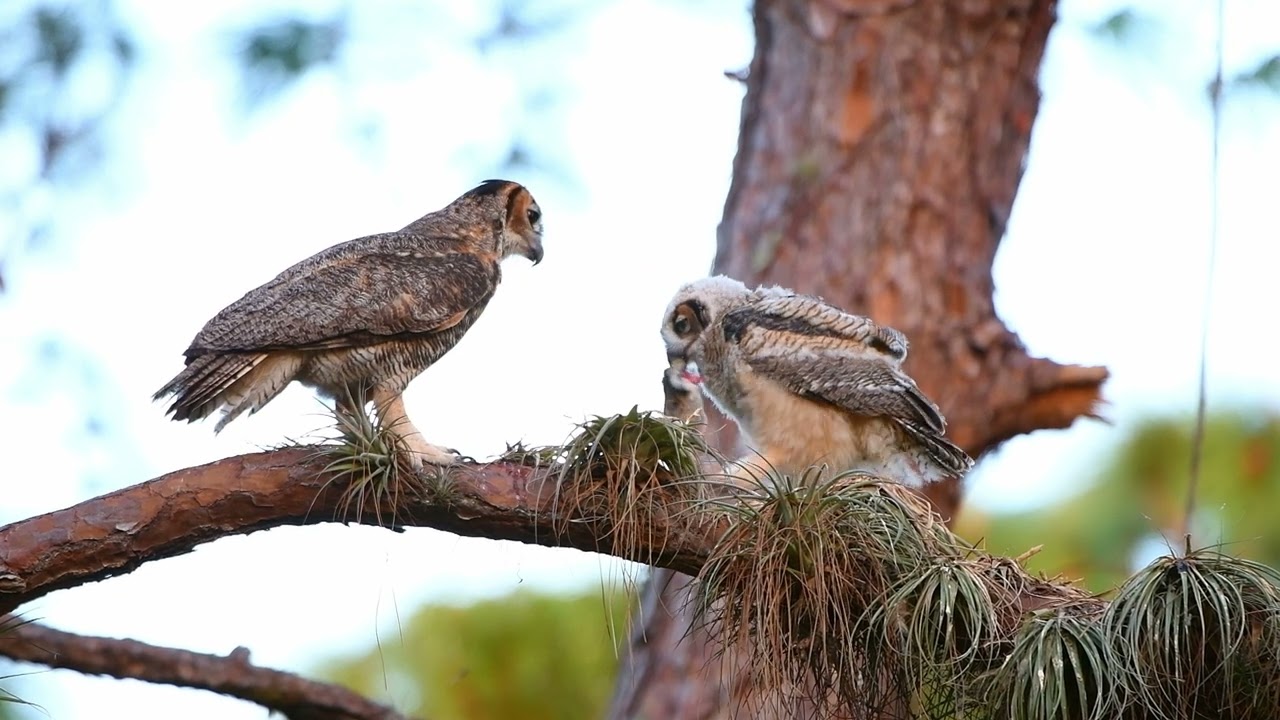 Great Horned owl feeding its young. HD