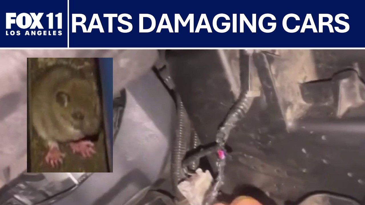 Rats leaving thousands of dollars in damage after chewing car wiring | FOX 11 LA