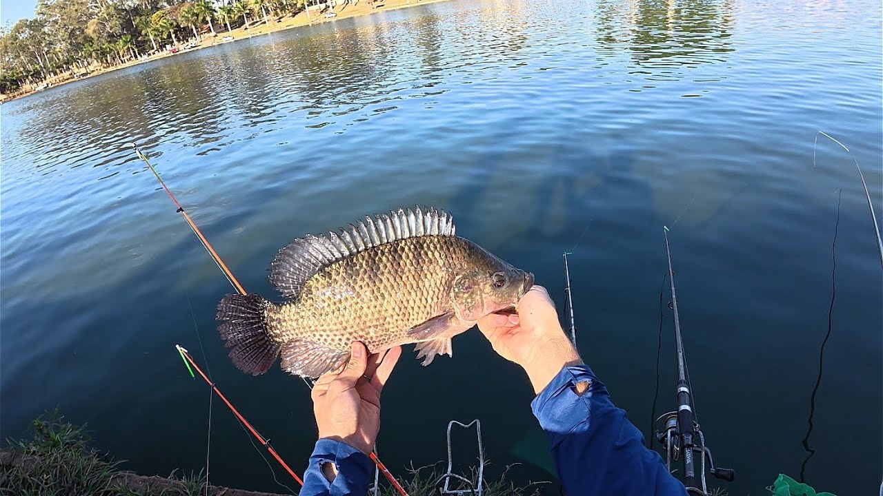Pescaria de tilápia, pacu, e bagre de 10 quilos, em pesqueiro de diária