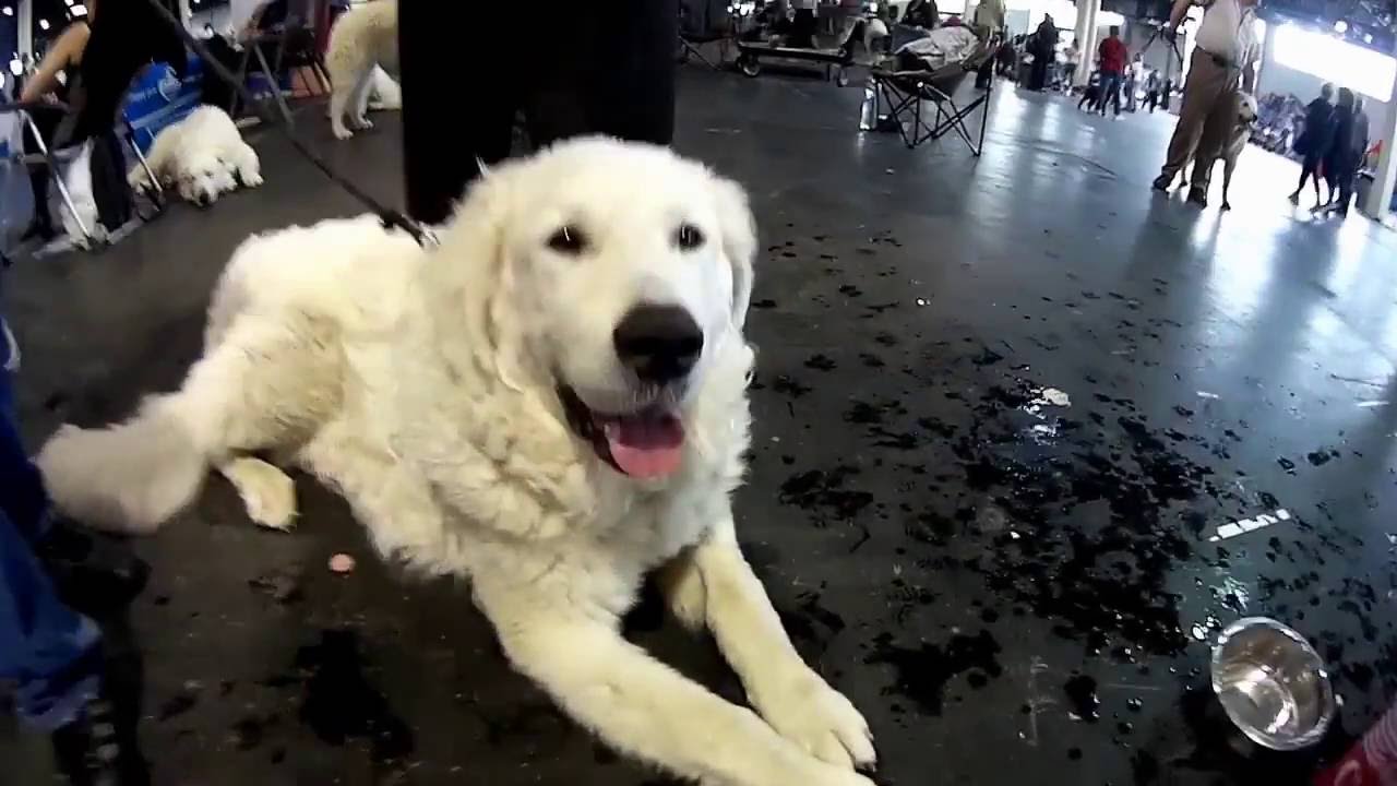 Grand Prix, CACIB, Budapest - Kuvasz