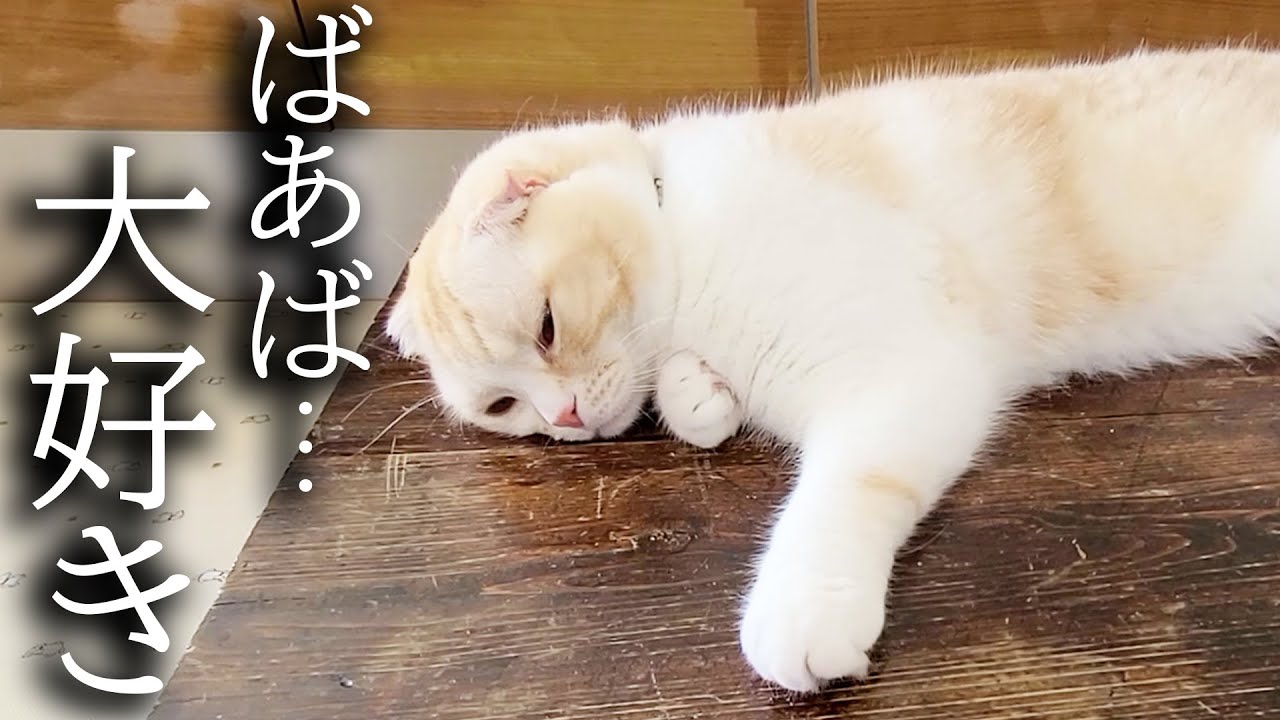 ばあばの形見の机を出したら猫がこうなりました...