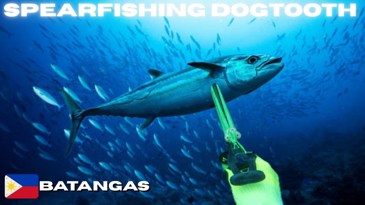 🔓GRABE UNLOCK  FIRST CLASS NG DOGTOOTH TUNA 🍣 #spearfishingphilippines #mamaw #bigfish 
