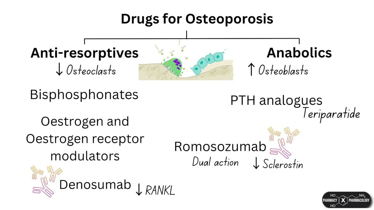 Overview of osteoporosis medications - anti-resorptives vs anabolics