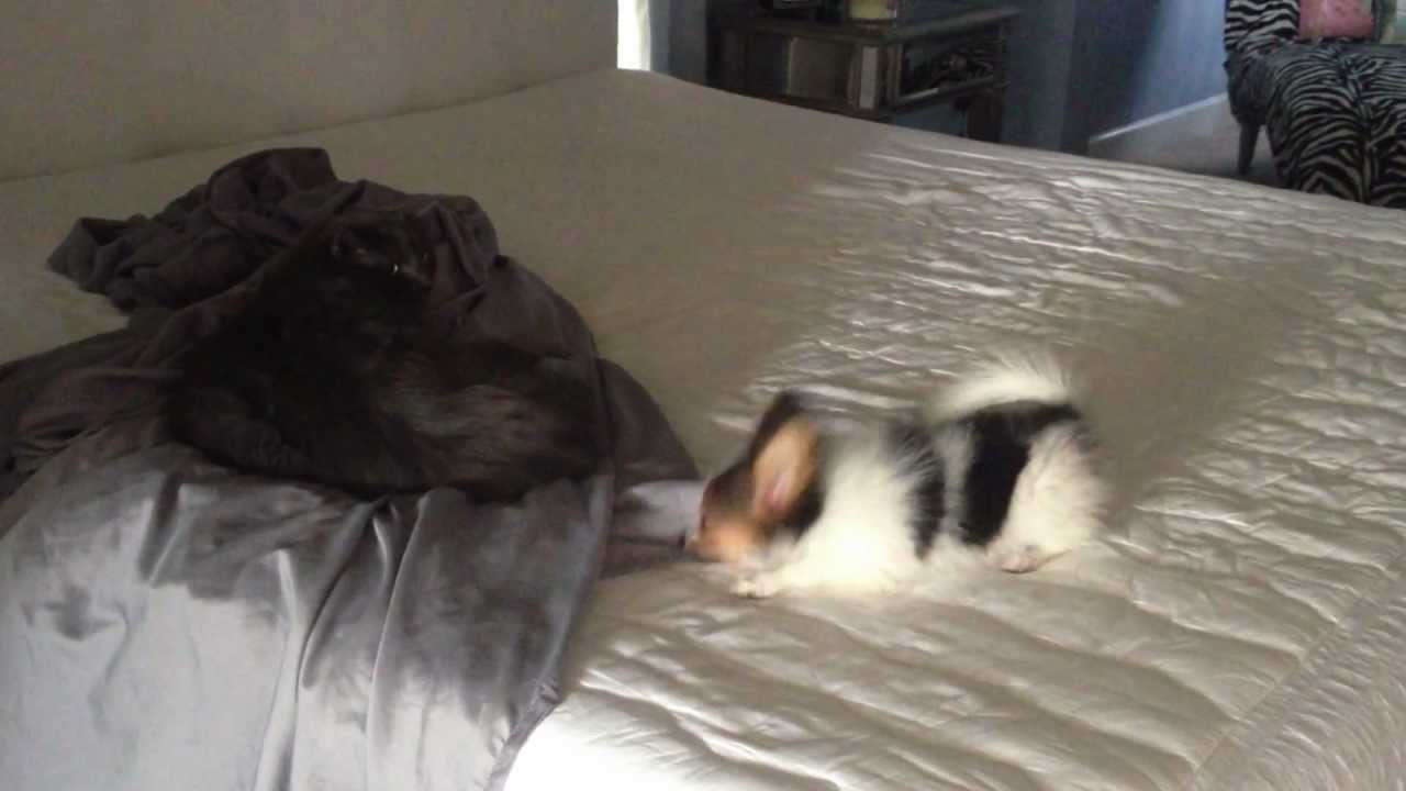 Papillon Puppy goes crazy over cat