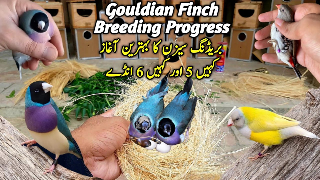 Gouldian Finch Breeding Progress || Lady Gouldian Finch Breeding Tips || Golden Finches Bird
