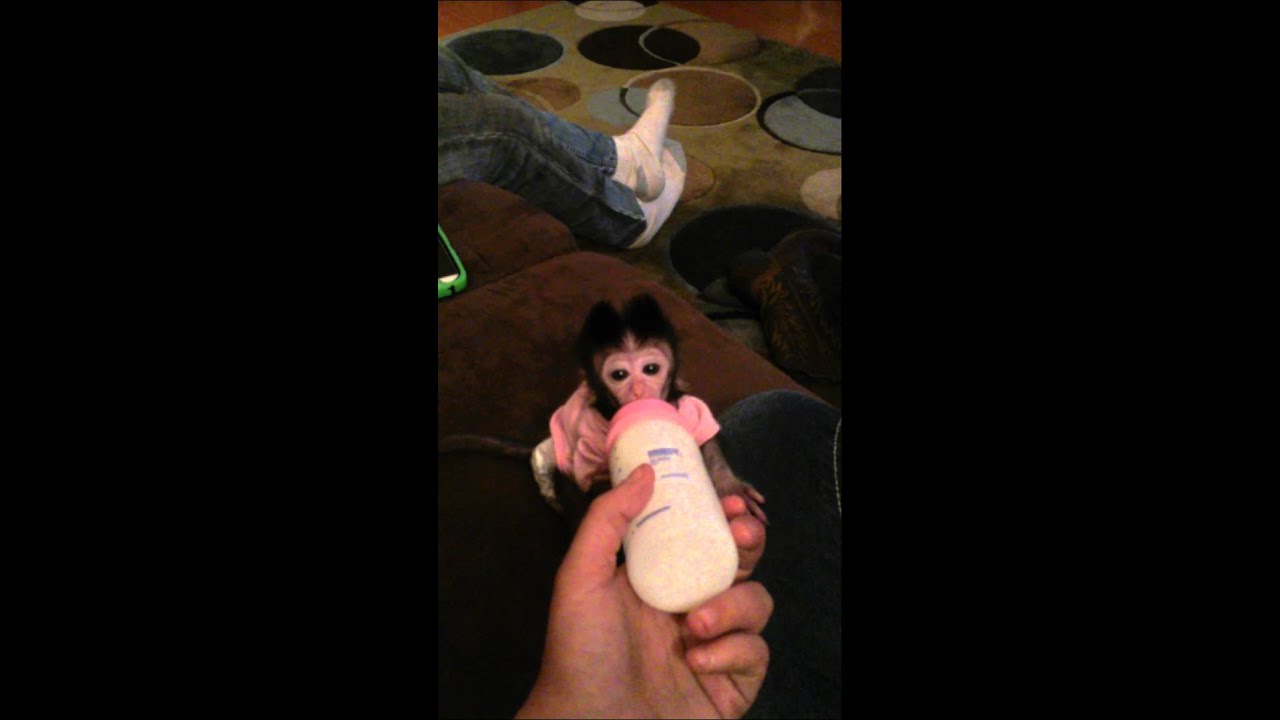 6 week old Java macaque 🙊🐵