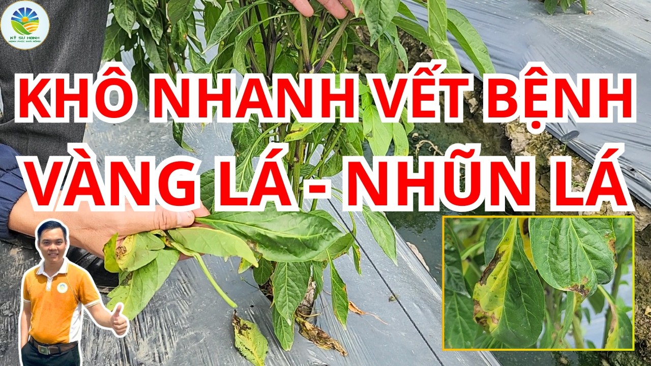 Với 2 Cử Khô Nhanh Vết Bệnh Vàng Lá - Nhũn Lá Do Mưa Trái Mùa #kysuhanh #vangla #thanthu