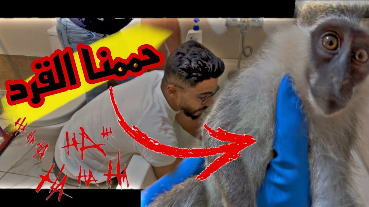 تحدي انحمم القرد ميشو ؟؟ عضو لأخوي محمد ..!!