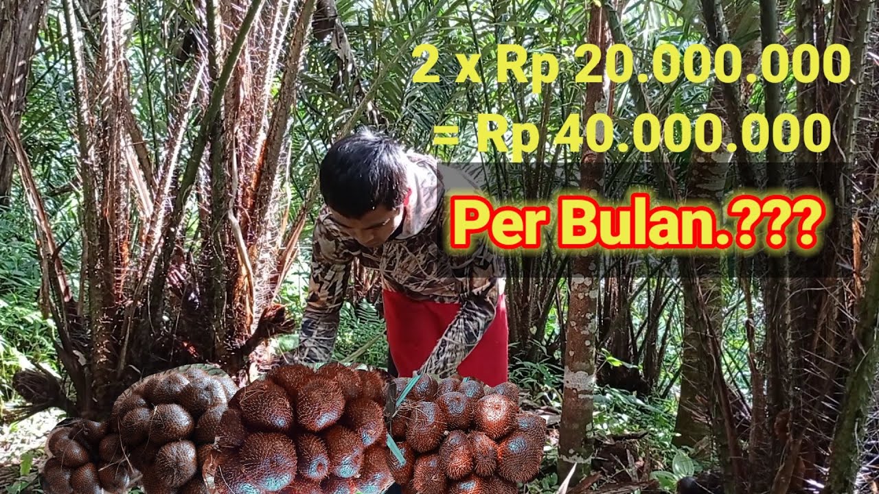 PANEN SALAK PONDOH || omset petani salak