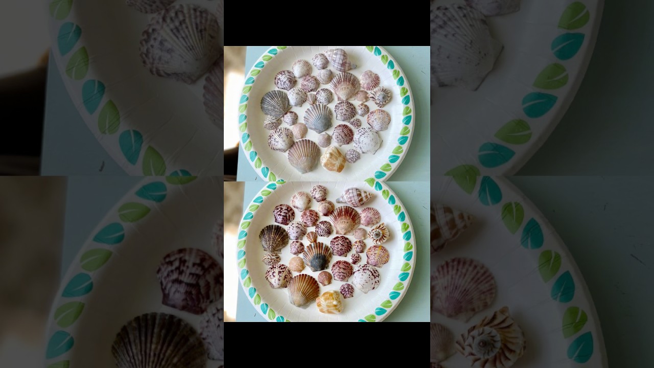 Polishing seashells with mineral oil🐚