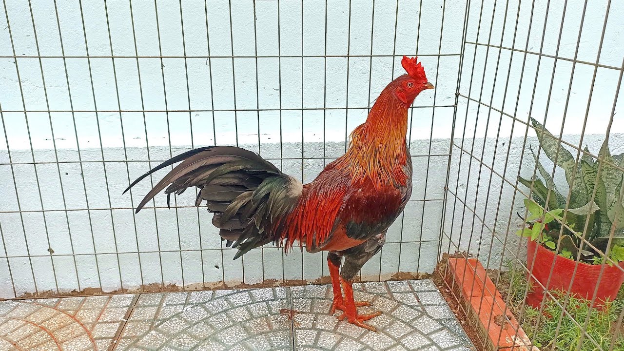 Ngày 2-3-2026// lên tóp gà mới// @908..755..03sáu..