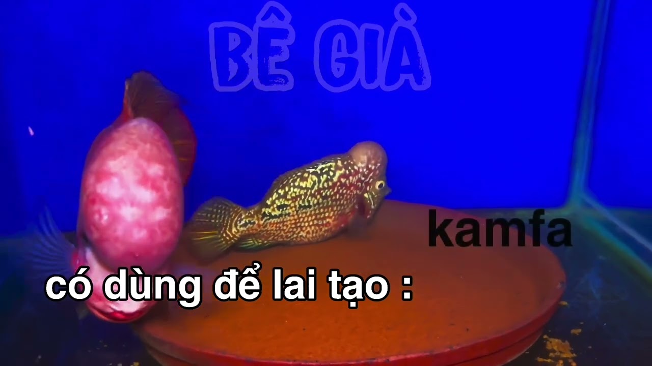 cá la hán F0 nguồn gốc và cách nhận biêt !!!