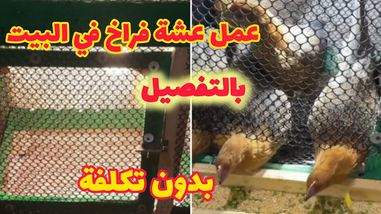 من غير تبن و لا نشارة و لا أمراض عمل عشة للفراخ في البيت بالتفصيل ببلاش بناء على طلبكم