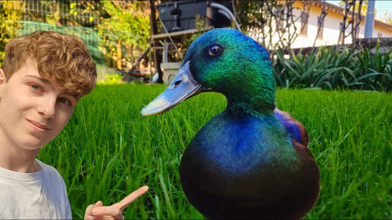 Libero le Anatre dopo 3 Mesi! 🦆 Sistemazione Giardino, Pappagalli & Pulcini