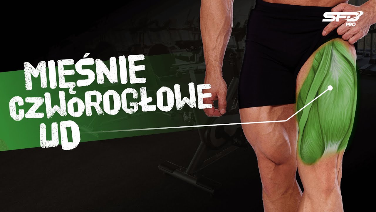 Atlas Ćwiczeń SFD - Mięśnie czworogłowe ud