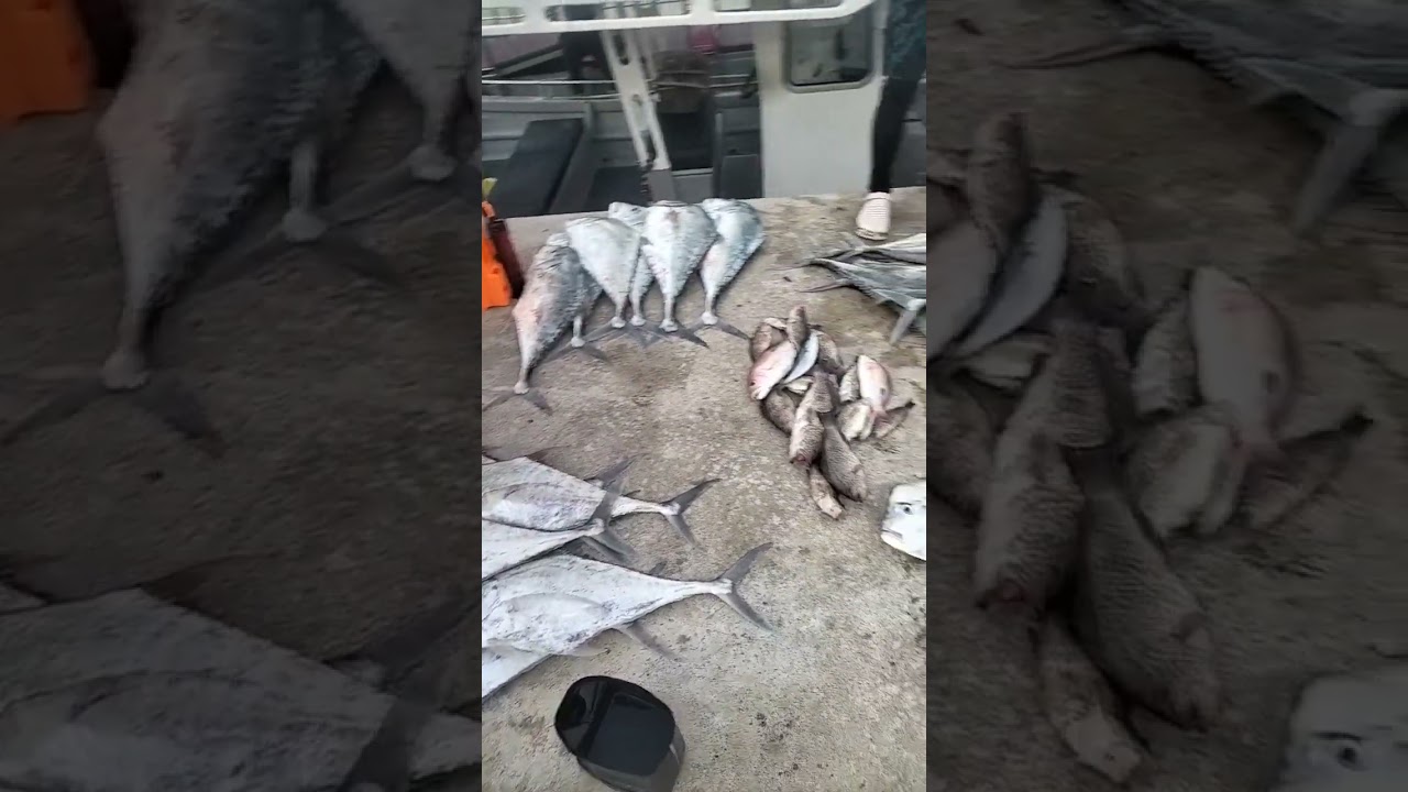jigging ebek kelantan #jigging #fishing #jigging_only #kingfisher #trevally #handfishing